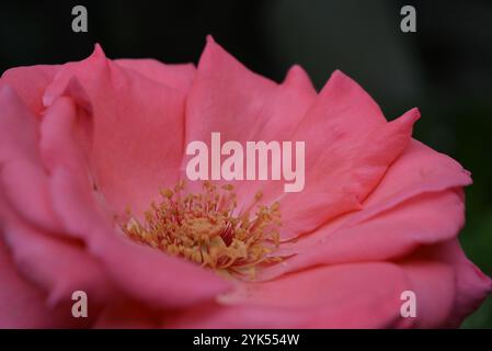 Beautiful summer nature, delicate pink, peach roses. Bright, beautiful, fluffy rosebuds that grow in the home garden. Stock Photo
