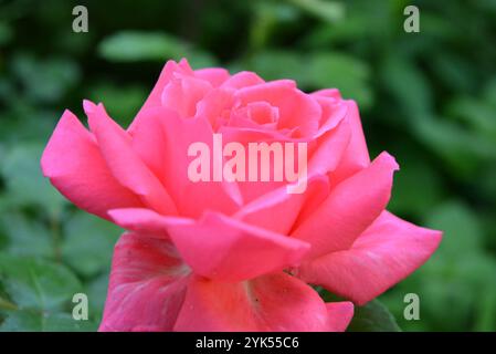 Beautiful summer nature, delicate pink, peach roses. Bright, beautiful, fluffy rosebuds that grow in the home garden. Stock Photo