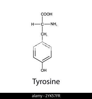 Chemical formula of tyrosine. Essential amino acids. Organic chemistry. Vector. Stock Vector