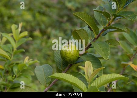 Guava on branch, Viñales Stock Photo