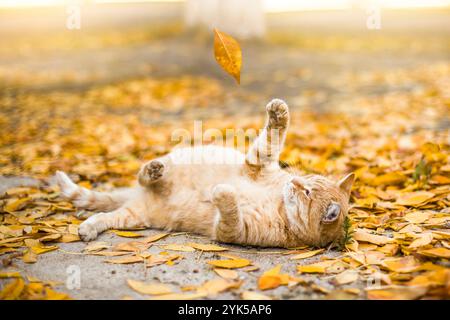 Ginger Homeless Cat outdoor playing with autumn leaves. Cute cat resting Stock Photo