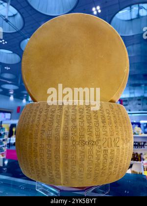 Whole / Full wheel of Parmesan  cheese (Parmigiana Reggiano )  - Unpasteurised cow milk -  DOP - Italy Stock Photo