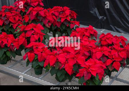 Growing Poinsettias(Euphorbia pulcherrima) Stock Photo