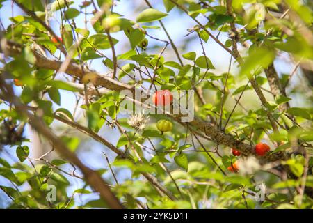 Ripe pitangas on a tree in Rio de Janeiro, Brazil. Stock Photo