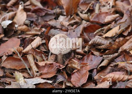 fully grown Blusher mushroom in old Forest leaves Stock Photo