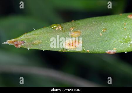 Soft brown scale insect (Coccus hesperidum) immature females on potted flower at home. Stock Photo