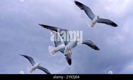 Flying Seagulls in a Cloudy Sky Stock Photo