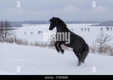 Friesian stallion running in winter field. Black Friesian horse runs gallop in winter Stock Photo