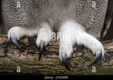 Close up of the claws of a Siberian Eagle Owl, Bubo bubo sibiricus Stock Photo