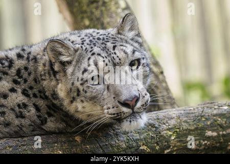 Snow leopard, Irbis (Panthera uncia) Stock Photo