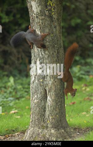 Squirrel two animals hanging on tree trunk looking right and looking down Stock Photo