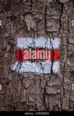 Tree Mark Sign Tourist sign on tree bark. Marking of tourist routes Stock Photo - Alamy