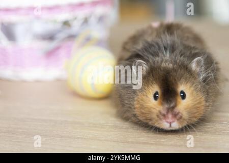 Funny fluffy pet hamster climbs out of a basket with colorful Easter eggs, festive Easter decor with a pet Stock Photo