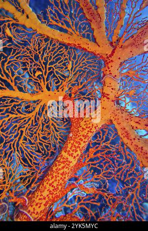 Sea Fan, Sea Whips, Gorgonian, Reef Building Corals, Coral Reef, Bunaken National Marine Park, Bunaken, North Sulawesi, Indonesia, Asia Stock Photo