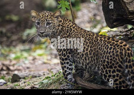 Sri Lankan leopard cub, Panthera pardus kotiya Stock Photo