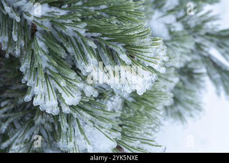 Green pine needles covered with ice Stock Photo