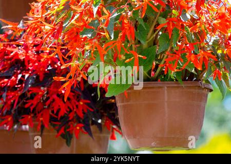 Hanging pot red plant Begonia bolievensis Stock Photo