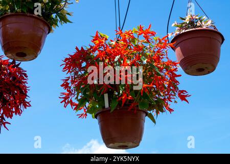 Hanging baskets Bolivian Begonia boliviensis "Bonfire" Red flowers