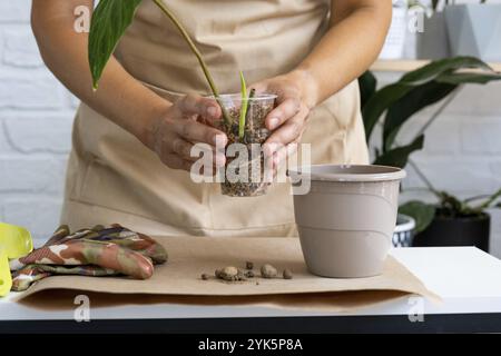 Reproduction and transplanting a home plant Philodendron verrucosum into a pot. A woman plants a stalk with roots in a new soil, rooted in a glass wit Stock Photo