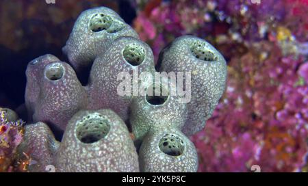 Tube Sponge, Bunaken National Marine Park, Bunaken, North Sulawesi, Indonesia, Asia Stock Photo