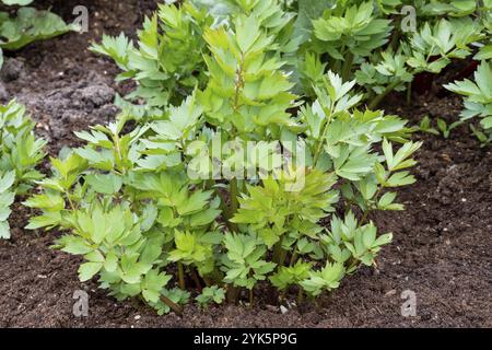 Spices and Herbs, Lovage plant (Levisticum officinale) growing in the garden Stock Photo