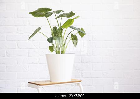 Sprouts for growing the popular philodendron aroid plant in a pot on a stand in interior on whtite brick wall. Potted house plants, green home decor, Stock Photo