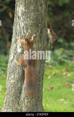 Squirrel two animals hanging on a tree trunk looking up and down from behind Stock Photo