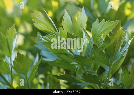 Spices and Herbs, Lovage plant (Levisticum officinale) growing in the garden Stock Photo