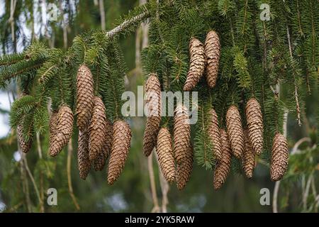 Green spruce branches with needles and many cones. Many cones on spruce Stock Photo