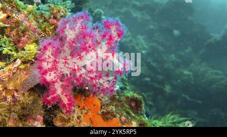 Multi-branched Trees Coral, Soft Coral, Coral Reef, Lembeh, North Sulawesi, Indonesia, Asia Stock Photo