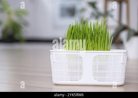 Grass vitamins for pets are grown at home. Sprouted oats for cats and dogs in a pot Stock Photo