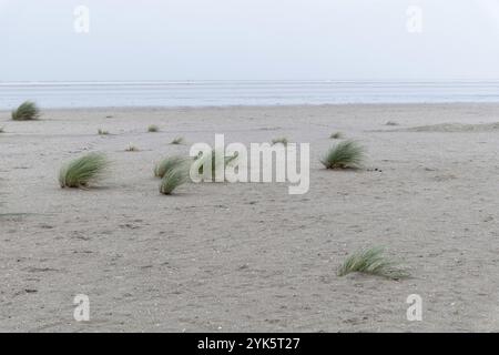 Beach grass tufts on the north sea coast of the netherlands Stock Photo