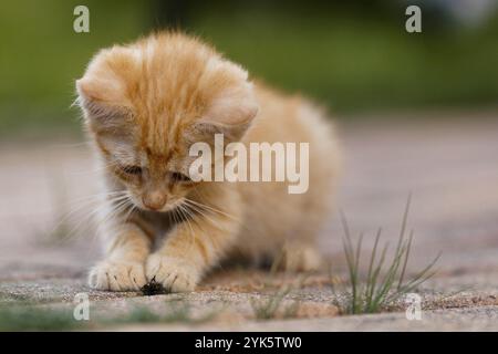 Cute little red kitten playing outdoors. Portrait of a red kitten in the garden. Tabby funny red kitten with green eyes and with big ears. Animal baby Stock Photo