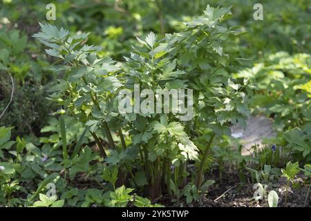 Spices and Herbs, Lovage plant (Levisticum officinale) growing in the garden Stock Photo