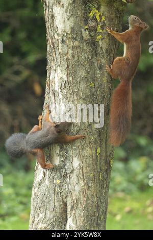 Squirrel two animals hanging on tree trunk looking right and looking up Stock Photo