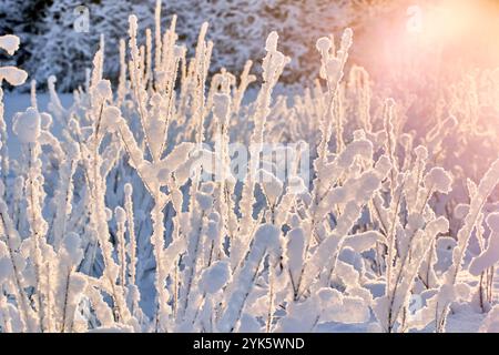 Sticky wet snow covers vertical twigs of roadside plants. Stock Photo
