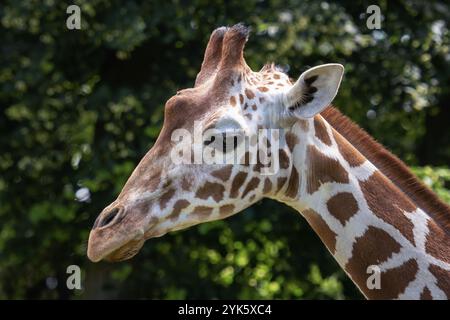 Portrait of Reticulated Giraffe, Giraffa camelopardalis reticulata, also known as the Somali giraffe Stock Photo