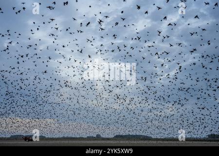 Large flock of birds in the sky over a wide, open field under a cloudy sky, flight of starlings at dusk on Texel, Starling, Sturnidae Stock Photo