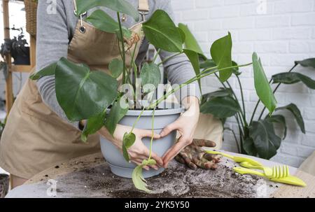 Repotting a home plant Philodendron Monstera deliciosa into a new pot in home interior. Caring for a potted plant, hands close-up Stock Photo