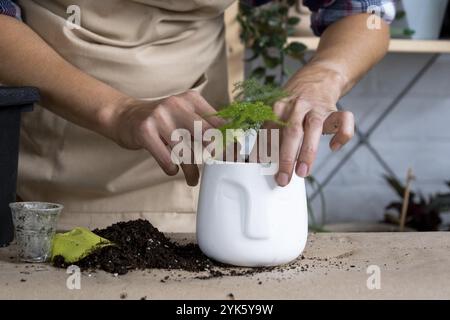 Transplanting a home plant asparagus into a pot with a face. A woman plants a stalk with roots in a new soil. Caring for a potted plant, hands close-u Stock Photo
