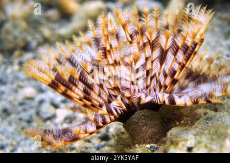 Feather Duster Worms, Tube Worm, Polychaete, Coral Reef, Lembeh, North Sulawesi, Indonesia, Asia Stock Photo