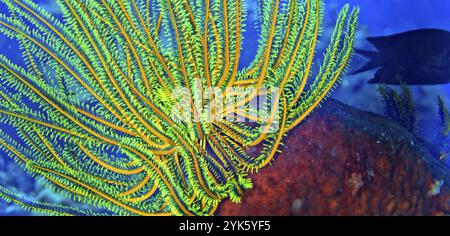 Feather Star, Crinoid, Coral Reef, Lembeh, North Sulawesi, Indonesia, Asia Stock Photo