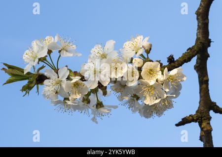 Cherry Blossoms on a blue sky. Spring floral background. Cherry flowers blossoming in the springtime Stock Photo