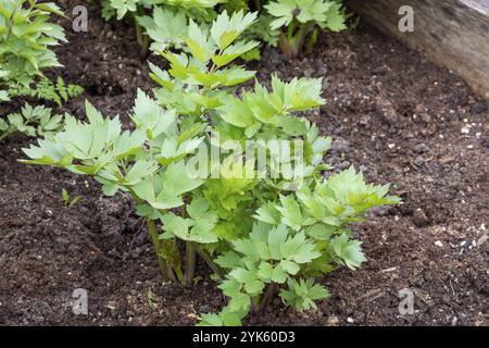 Spices and Herbs, Lovage plant (Levisticum officinale) growing in the garden Stock Photo