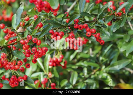 Firethorn berries. Pyracantha coccinea scarlet firethorn ornamental shrub, rosaceae evergreen shrub Stock Photo