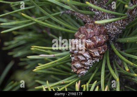 Small pine cone on a branch Stock Photo