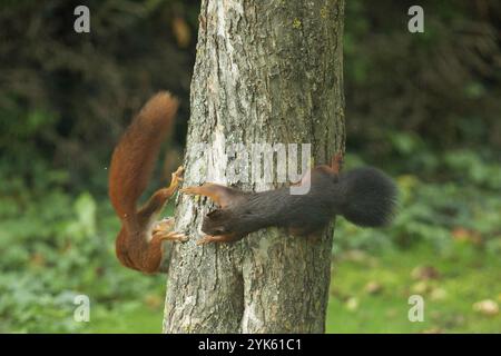 Squirrel two animals hanging on tree trunk on the left and from behind Stock Photo