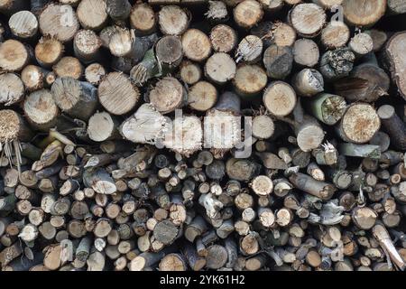 Spruce wood in the background. Firewood stack Stock Photo