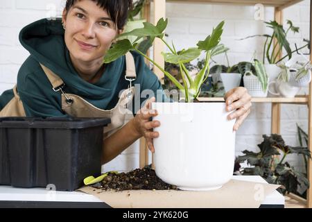 Transplanting a home plant Philodendron into a new pot. A woman plants a stalk with roots in a new soil. Caring and reproduction for a potted plant, h Stock Photo