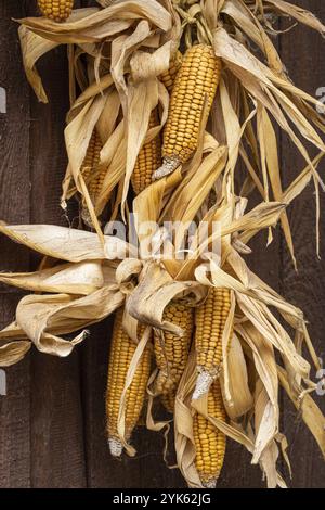 Ripe dried corn cobs hanging on wood background Stock Photo